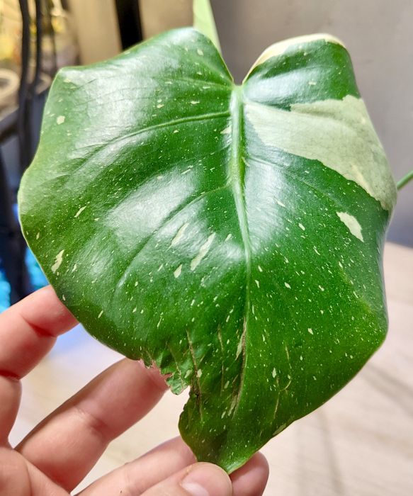Monstera Thai Constellation -sadzonka ukorzeniona
