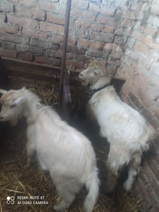 Два цапа на паровку