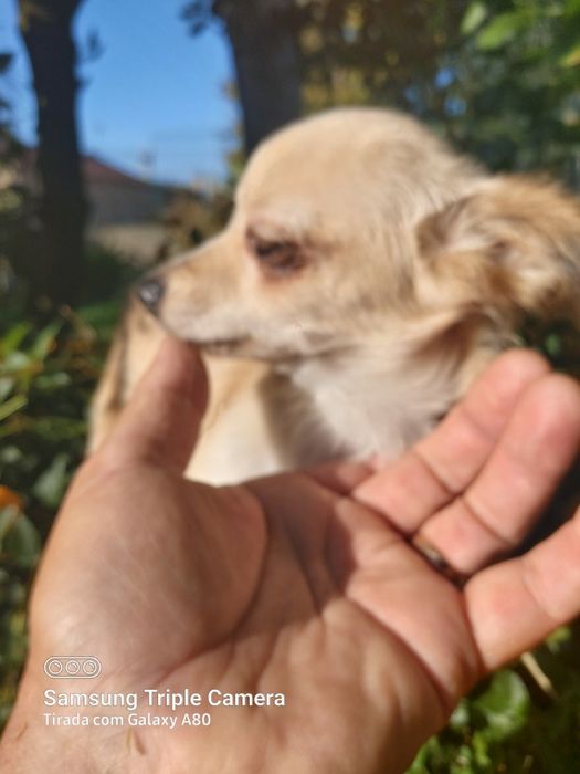 Lindo menin chihuahua
