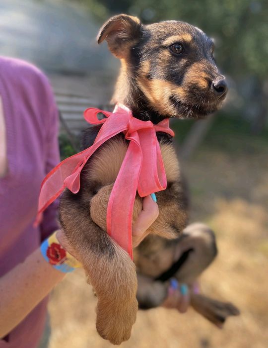 Щенята 2,5 місяці терміново шукають родини!