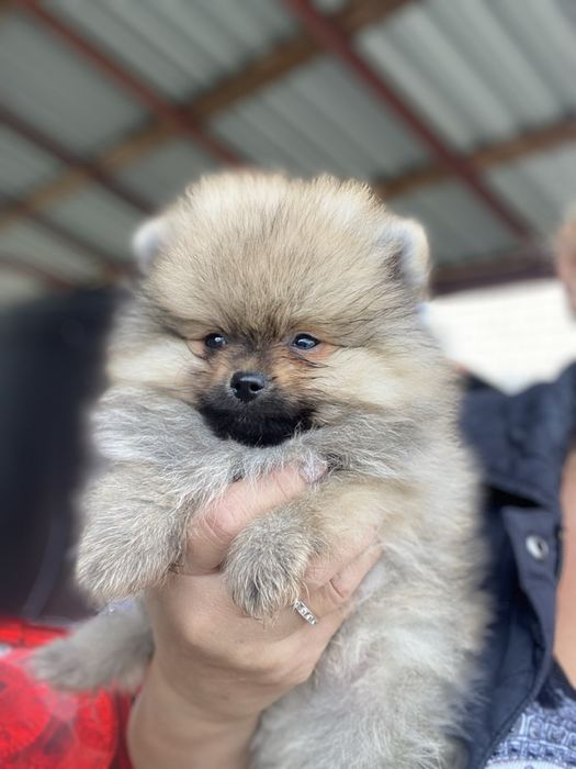 Померанський шпіц