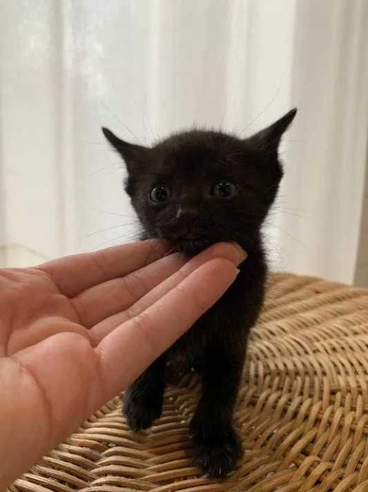 gata bebé femea 2 meses preta