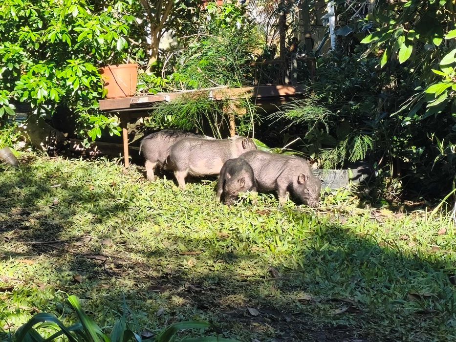 Porquinhos vietnamitas 2 meses