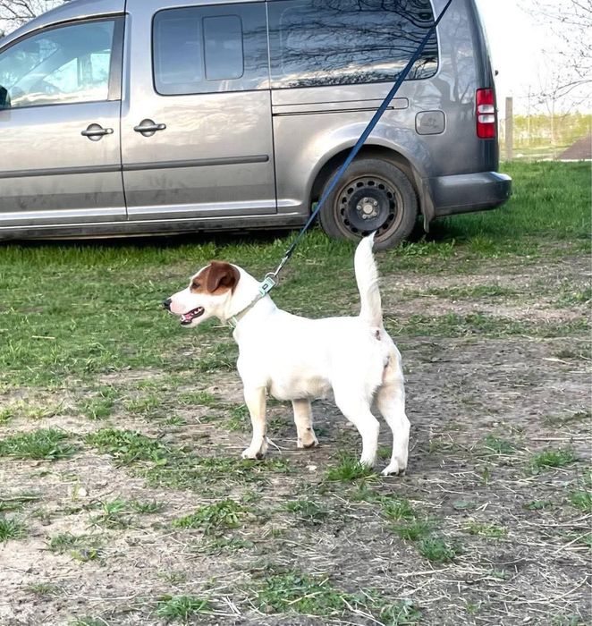 Jack russel terrier, sunia