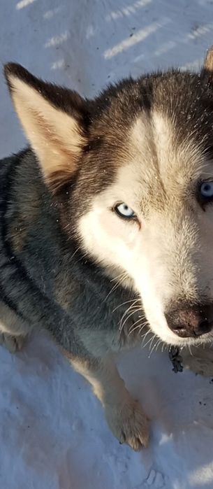 Аляскинский Маламут!!! Щенки!!!