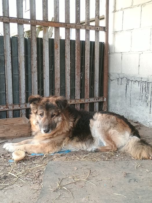 Oddam psy w dobre ręce