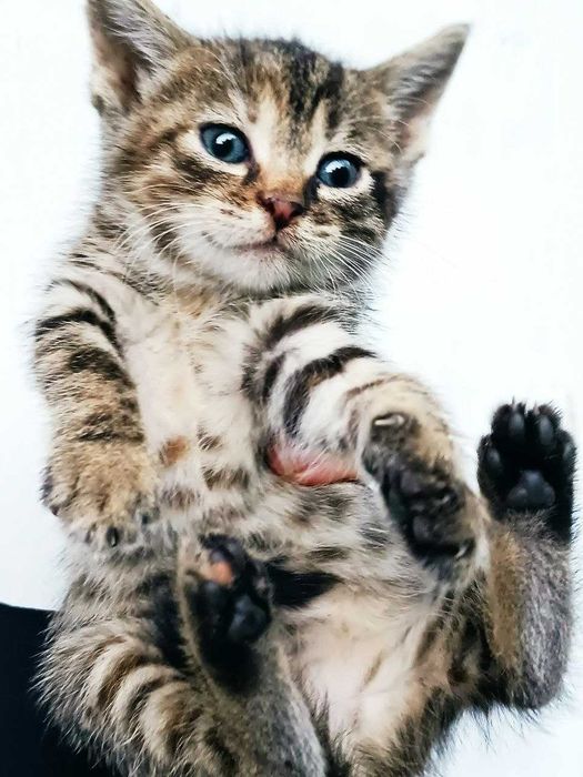 Котята кошечки котики бесплатно