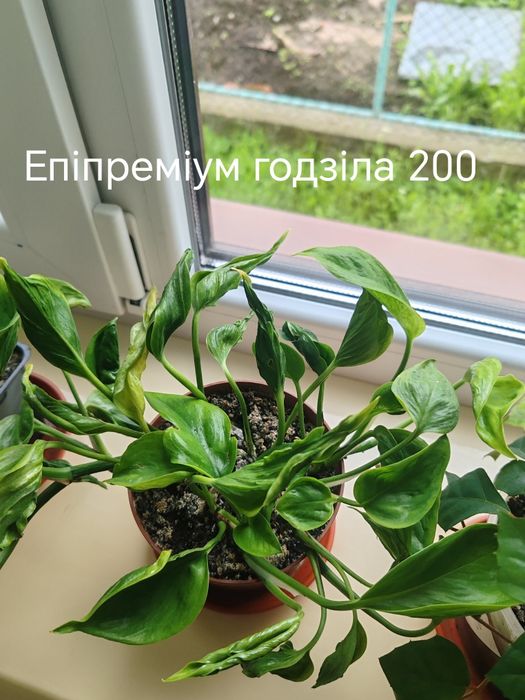 Епіпреміум .          .