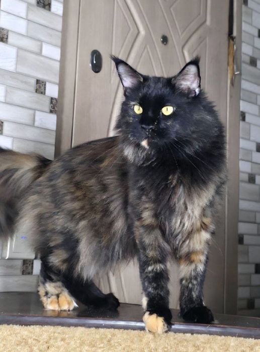 Очень крупная кошечка