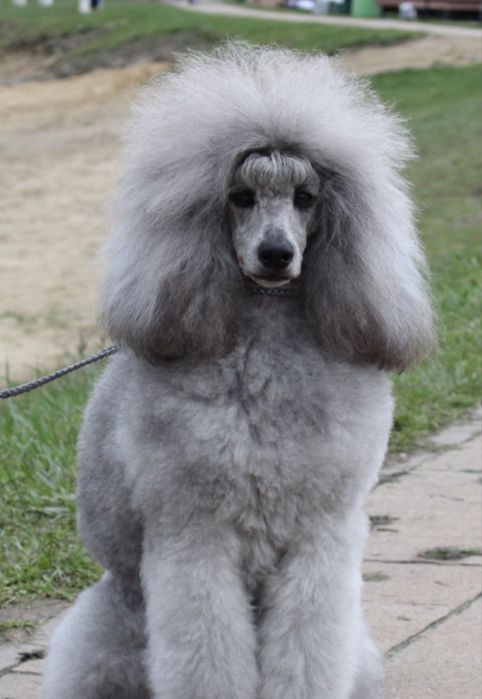 Pudel Średni Srebrny/Szary ZKwP FCI