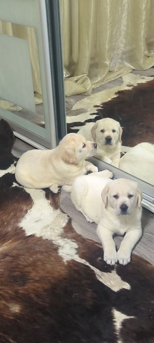 Супер подарок близтким Эксклюзивне цуценя офіційного розплідника