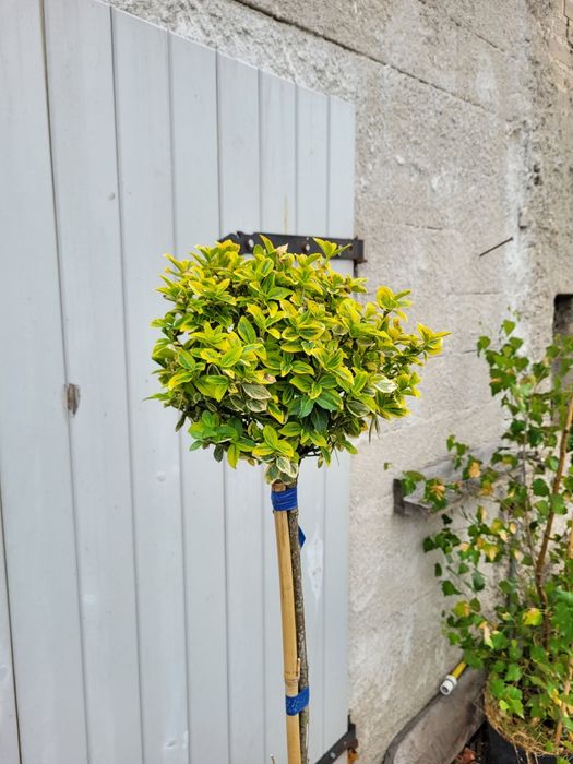 Trzmielina Fortune’a Emerald Gold 130 cm szczepiona na pniu zimozielona