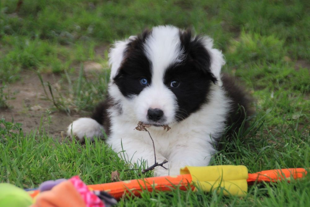 Chłopiec border collie