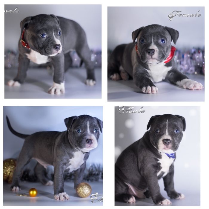 Шикарний Амстафф для Вʼязки