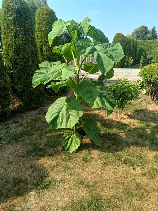 Paulownia oxytree drzewko szybkorosnące
