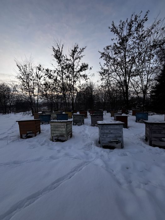 Ule wielkopolskie z pszczołami