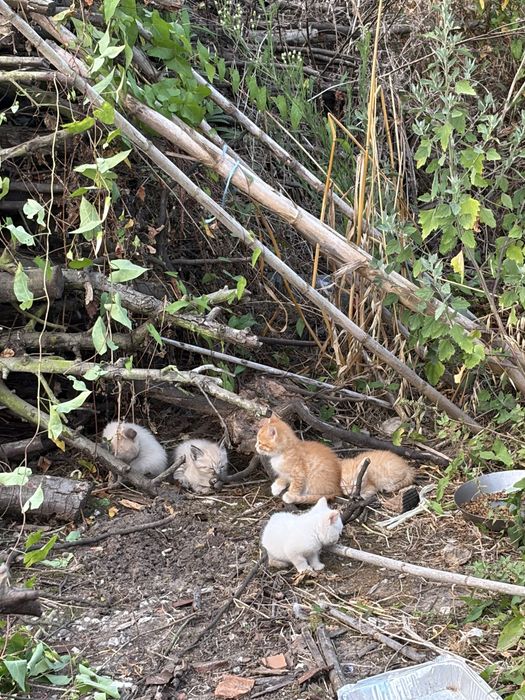 Dou gatos pequenos