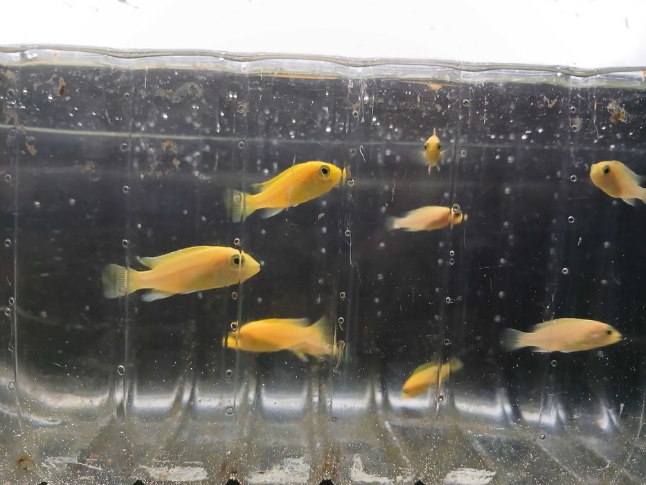 Labidochromis Caeruleus (5+1 juvenis).