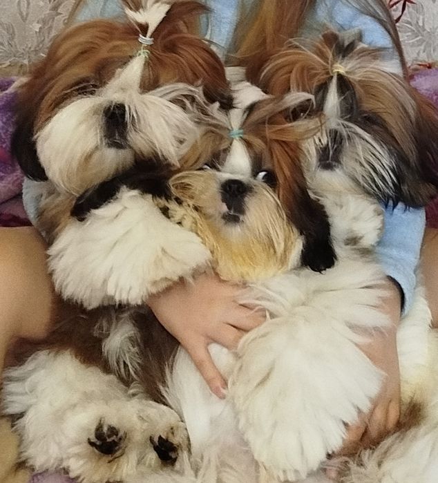 Цуценя ши-тцу shih-tzu
