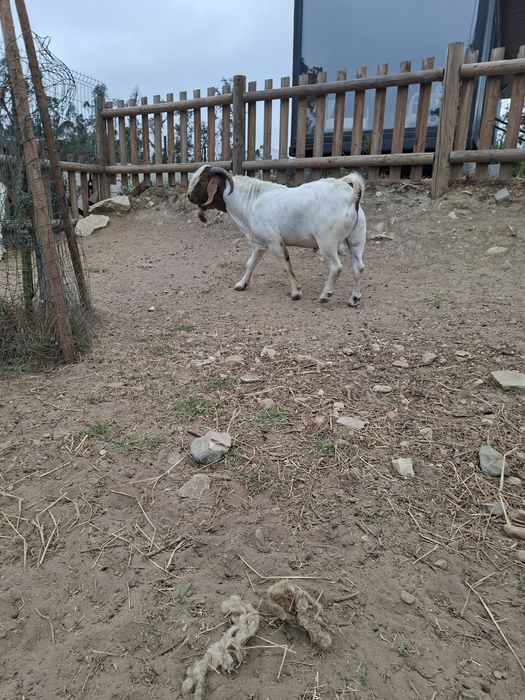 Macho Boer Adulto (com pedigree)