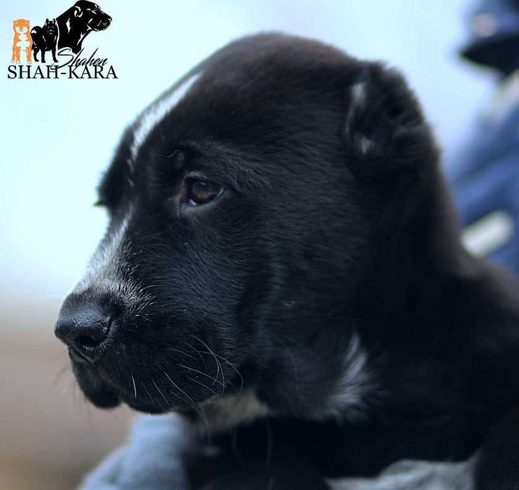 Чорна красуня САВ