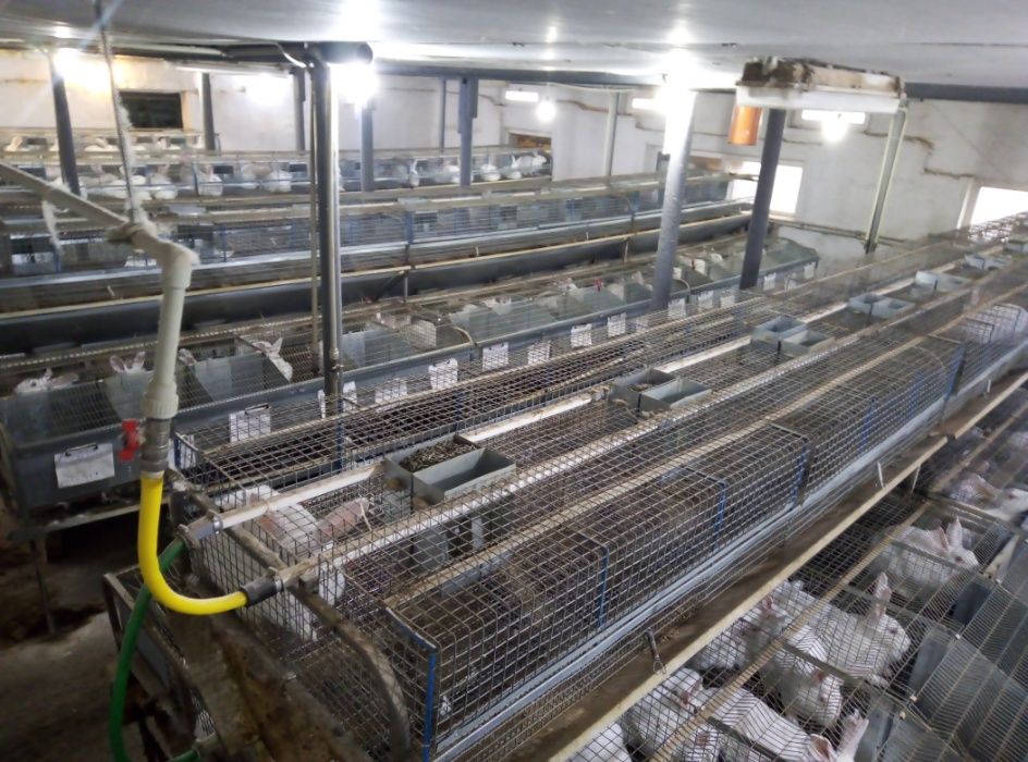 Сукрольні самки Термонський Білий (Термонська Біла)