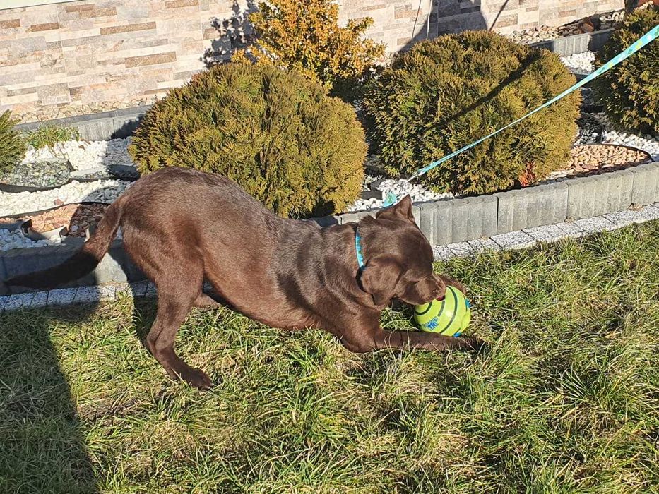 Labrador   piesek z metryka po Championie