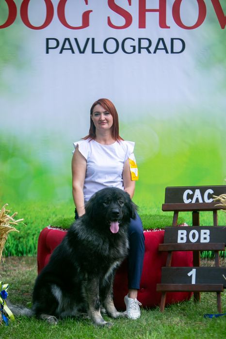 Кавказская овчарка КСУ кобель для вязки