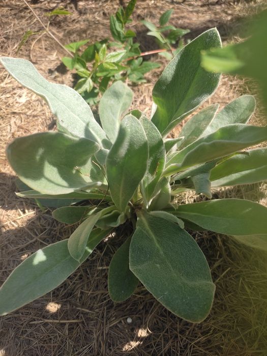 Firletka kwiecista omszona, sadzonki kopane z gruntu