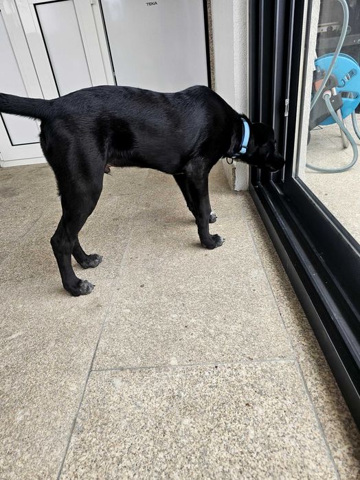 Cão para adoção responsável