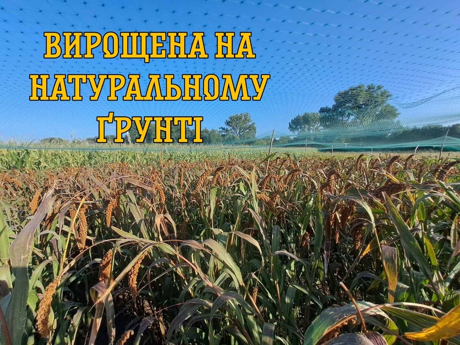 Чумиза червона "корм"