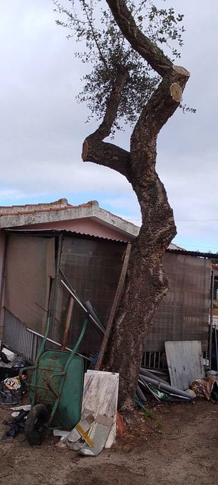 Limpeza de palmeiras e pinheiro e outros