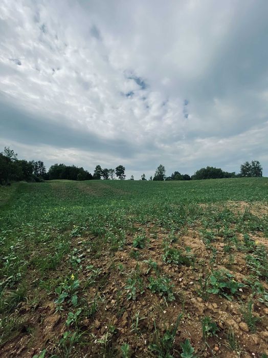 Działka rolna o powierzchni 1,6 ha – Użranki, Mazury. Z MOŻLIWOŚCIĄ WYDZIELENIA SIEDLISKA. - Widok 2