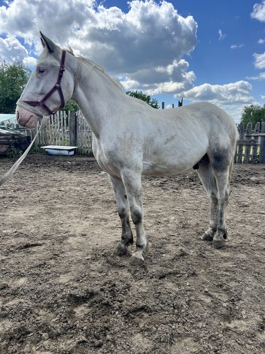 Wałach 2- letni tarantowaty