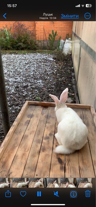 Продам  кролі