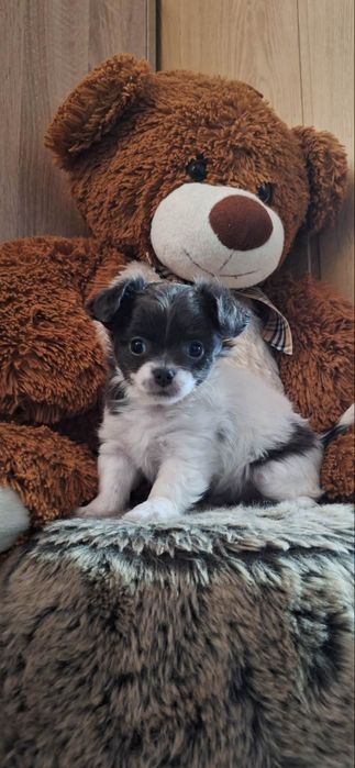 Długowłosy szczeniak chihuahua ELVIS