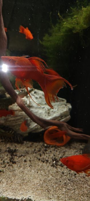 Mieczyki młode czerwone