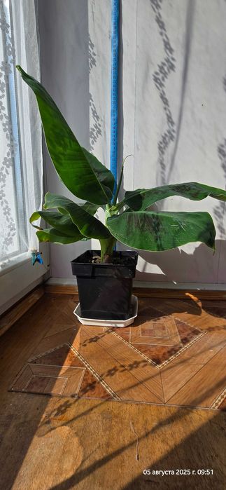 Кімнатна рослина Кімнатний банан