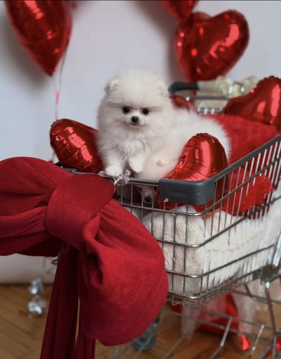 Супер найкраший подарунок. SUPER VIP mini цуценята померанські шпіци!