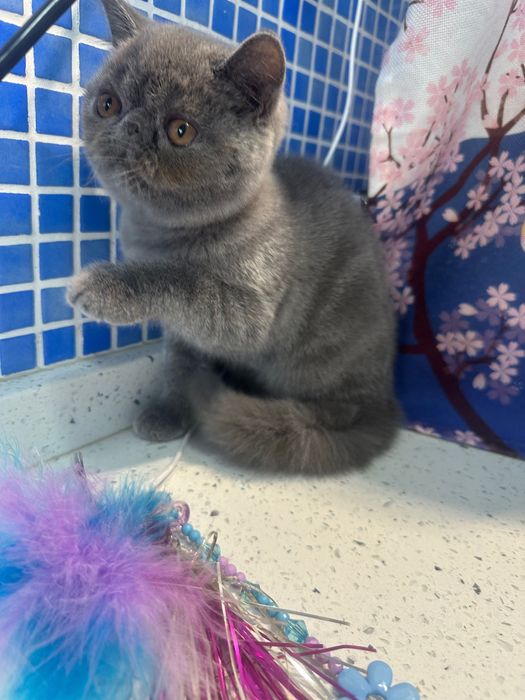 Gatinho Persa Exótico Azul