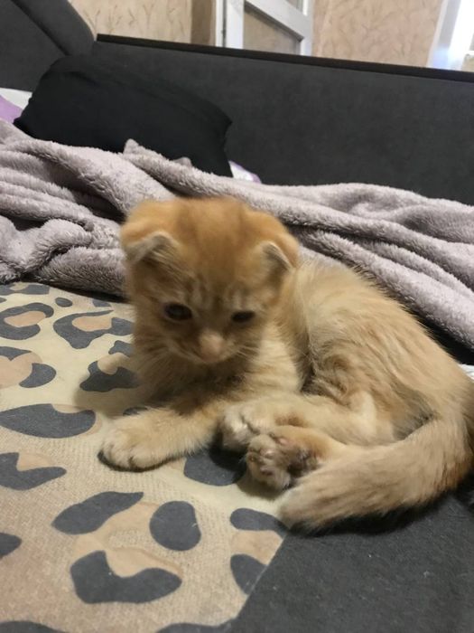 Безкоштовно!! Терміново!!!