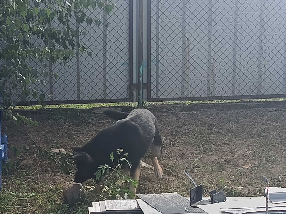 Piesek do adopcji