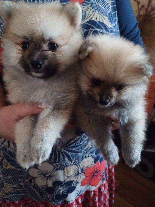 Хлопчик і дівчинка шпіцулі 7000гр.