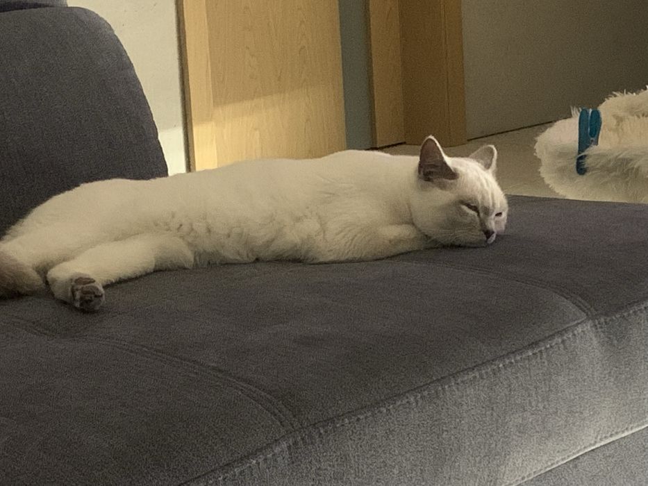 Daniele byki na sprzedaż