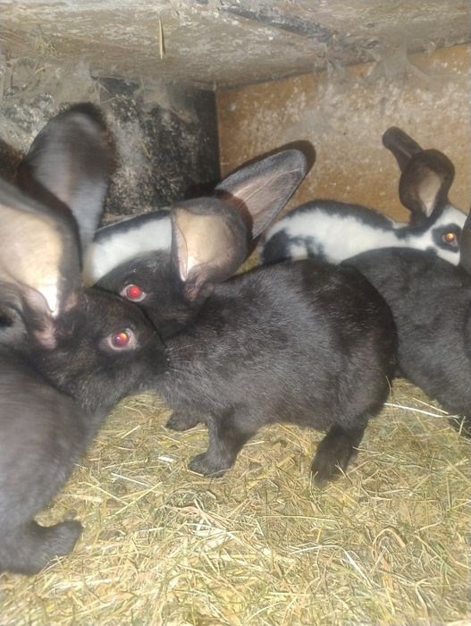 Króliki s to srokacze