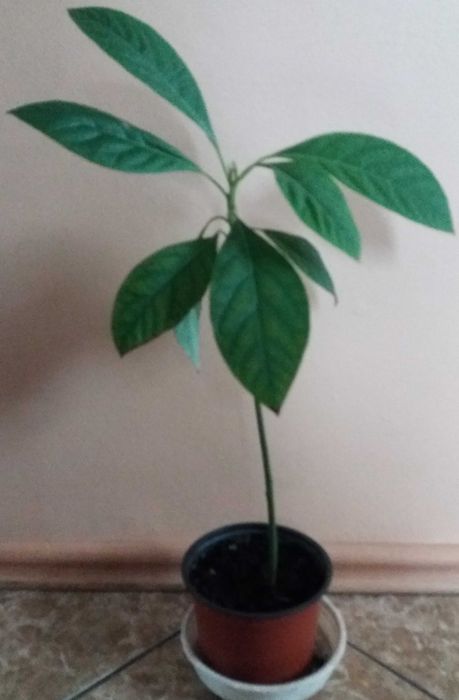 awokado sadzonka