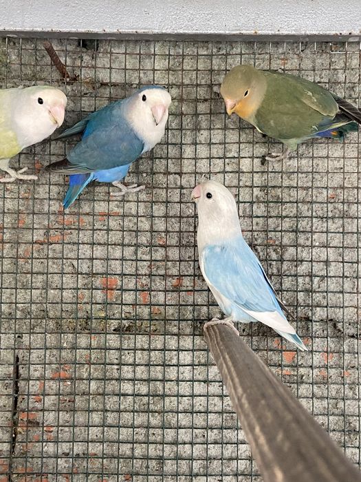 Casal de agapornis roseicollis