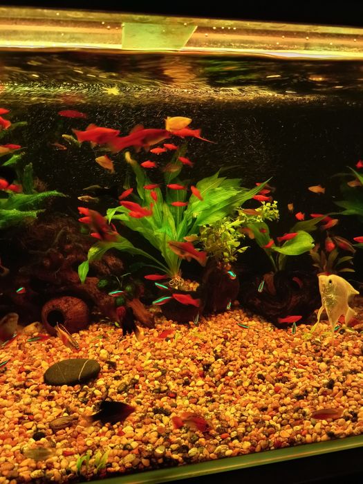 Mieczyki różne odmiany