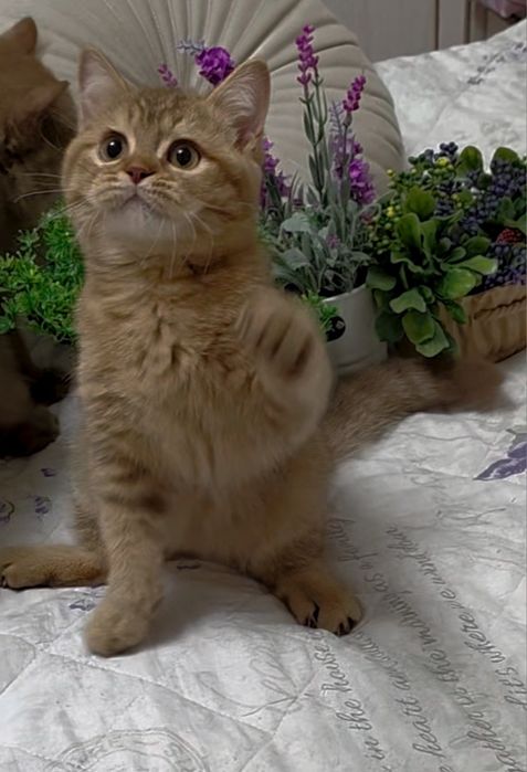 Хлопчик золота шиншила.