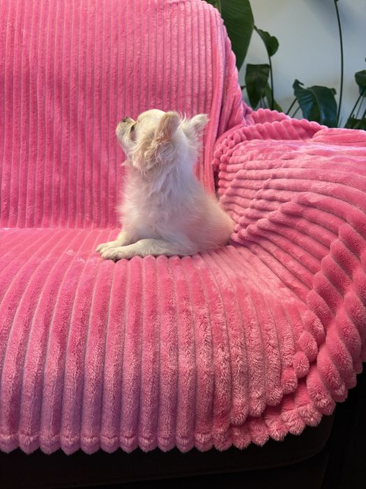 Chihuahua przepiękny 6 miesięczny chłopak